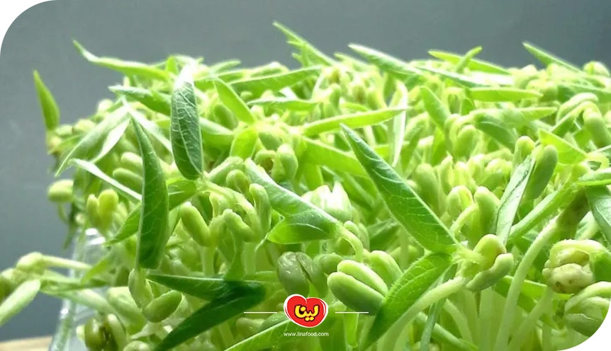 کاشت سبزه ماش برای عید نوروز