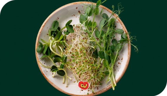 آموزش کاشت سبزه هسته نارنج