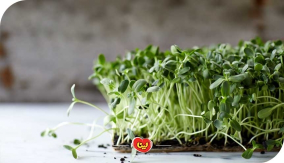 نحوه کاشت انواع سبزه هفت سین برای عید نوروز